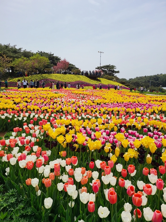 태안 튤립축제