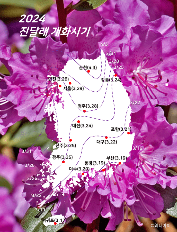 봄꽃 개화시기 2024 지역별 봄꽃축제
