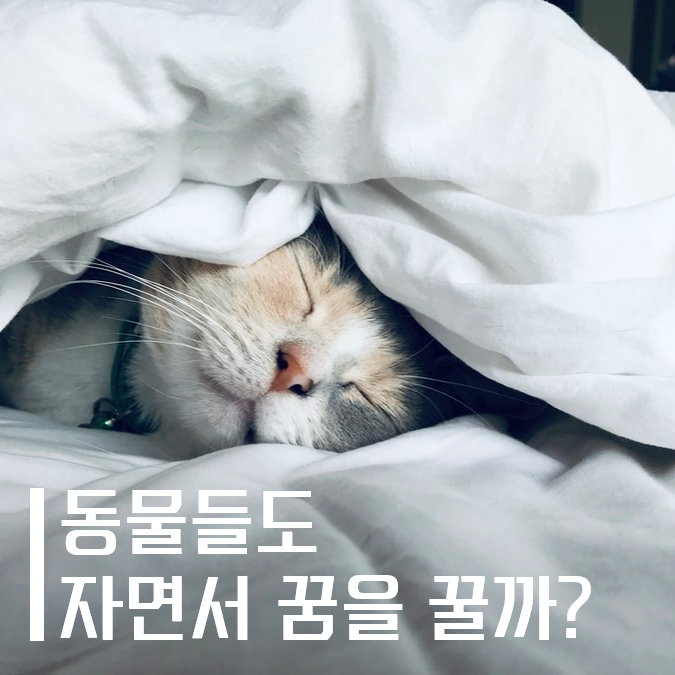  우리는 왜 잠을 자야 할까 (5) - 동물들도 꿈을 꿀까?