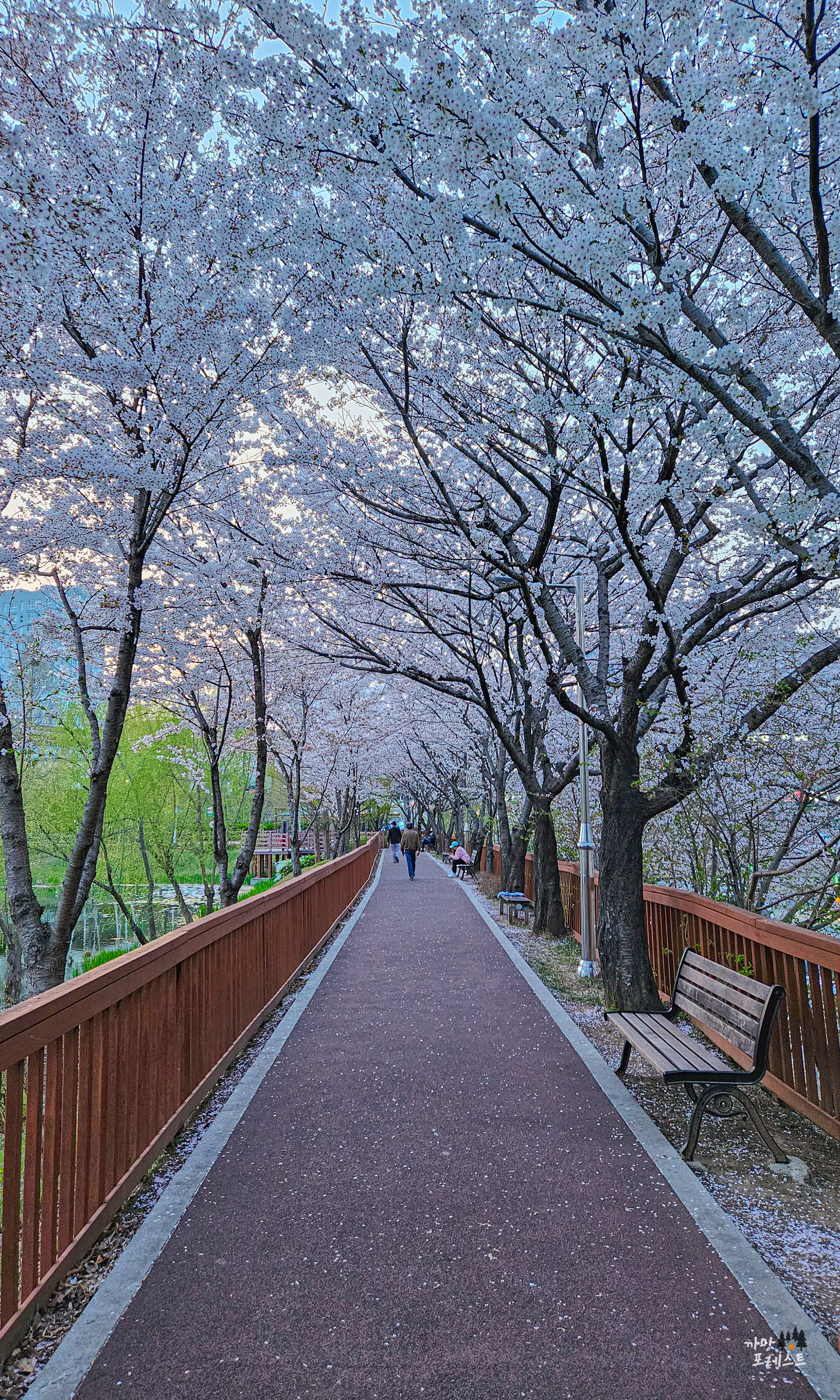 봉담호수공원 벚꽃