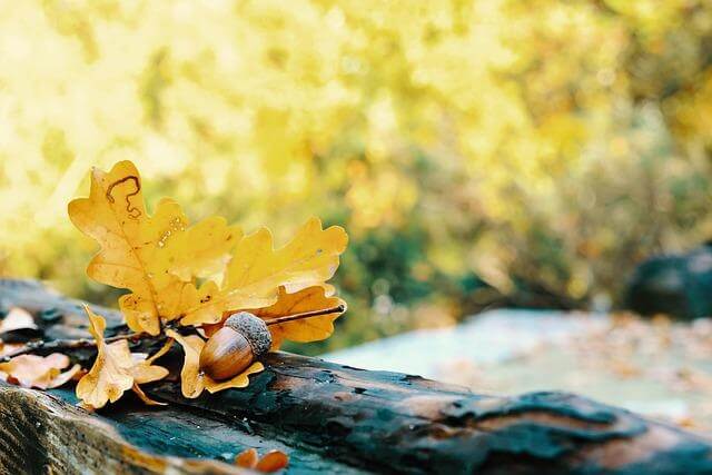 떨어진 낙엽 위로 햇살 비추는 숲 이미지