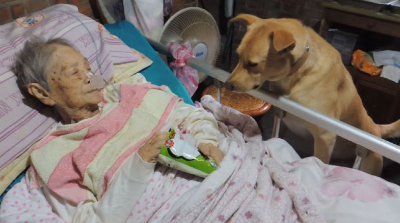 "할머니가 위중한 생태여서 병원"에 입원을 했지만..3명의 자식은 한번도 병원에 오지 않았고, 자식에게 버림받은 할머니 곁을 묵묵히 지켜는 강아지와 할머니 사연에 사람들은 눈물을 흘렸습니다.
