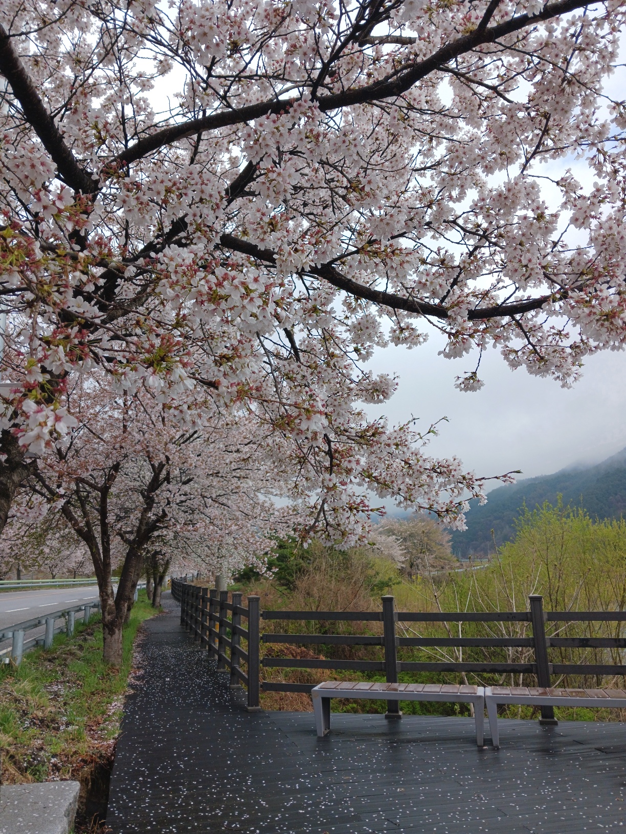 합천호_백리벚꽃길