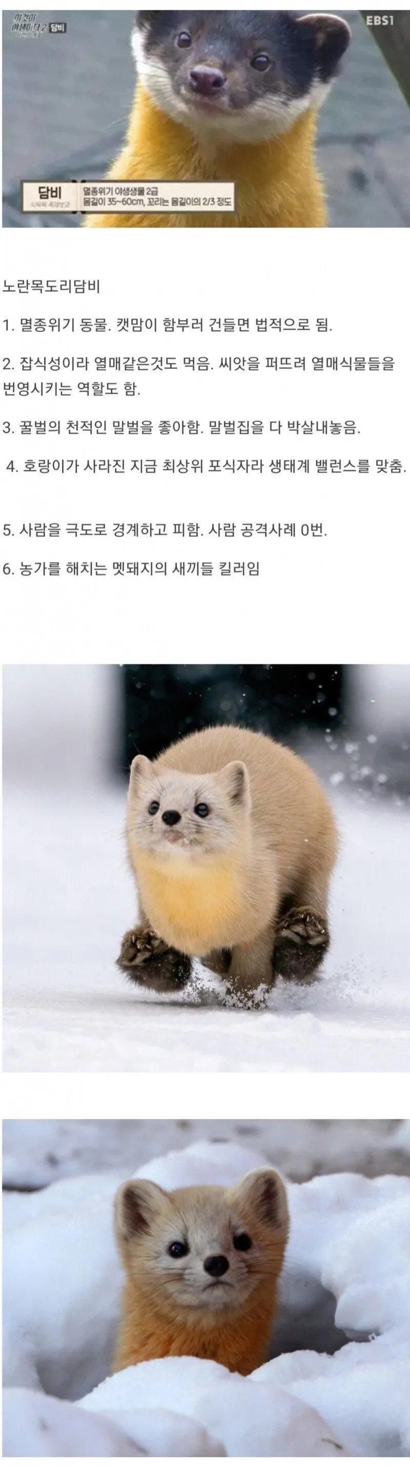 현존하는 생태계 최강 촉법동물1.jpg