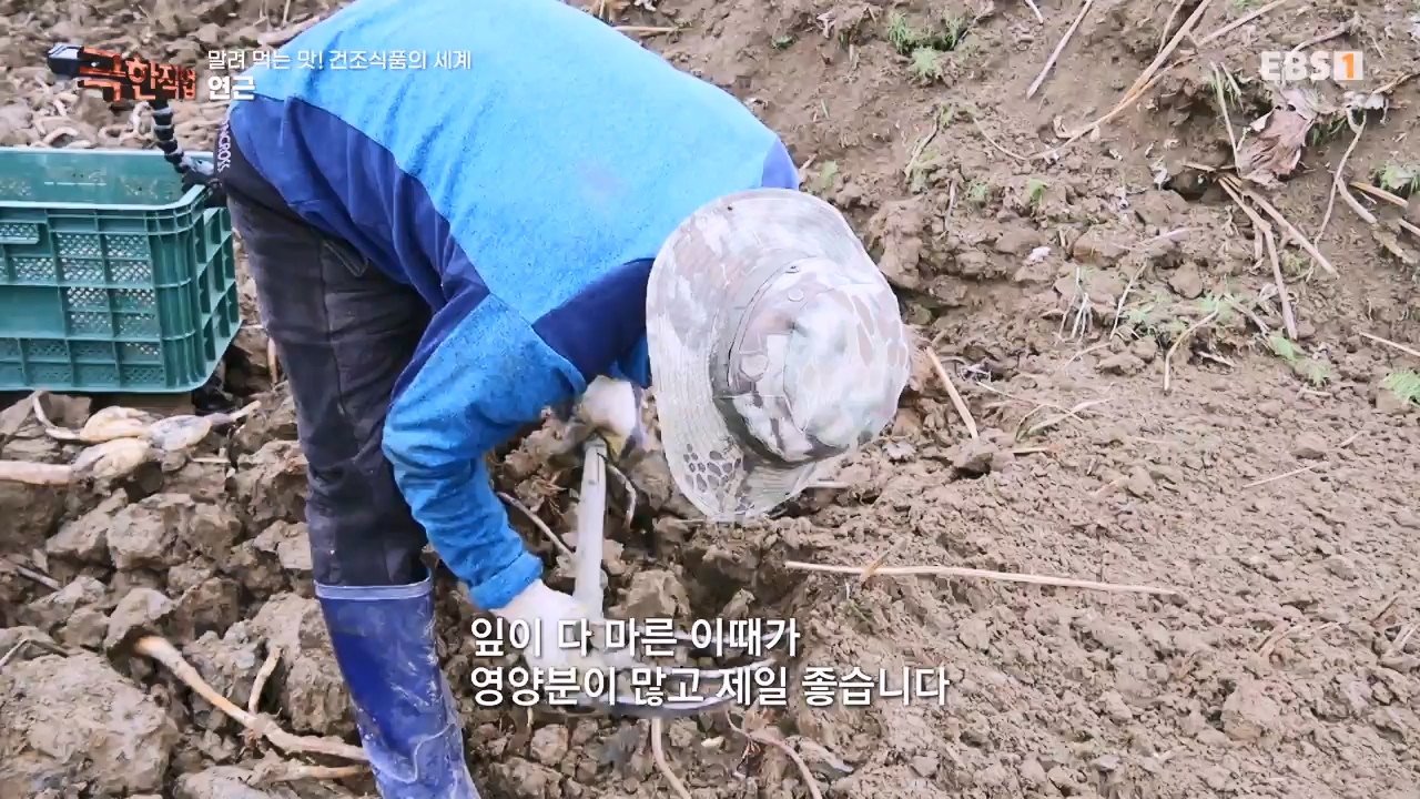 TV - 전 국민의 평생학교 EBS말려 먹는 맛! 건조식품의 세계.mp4_20231125_190725.244.jpg