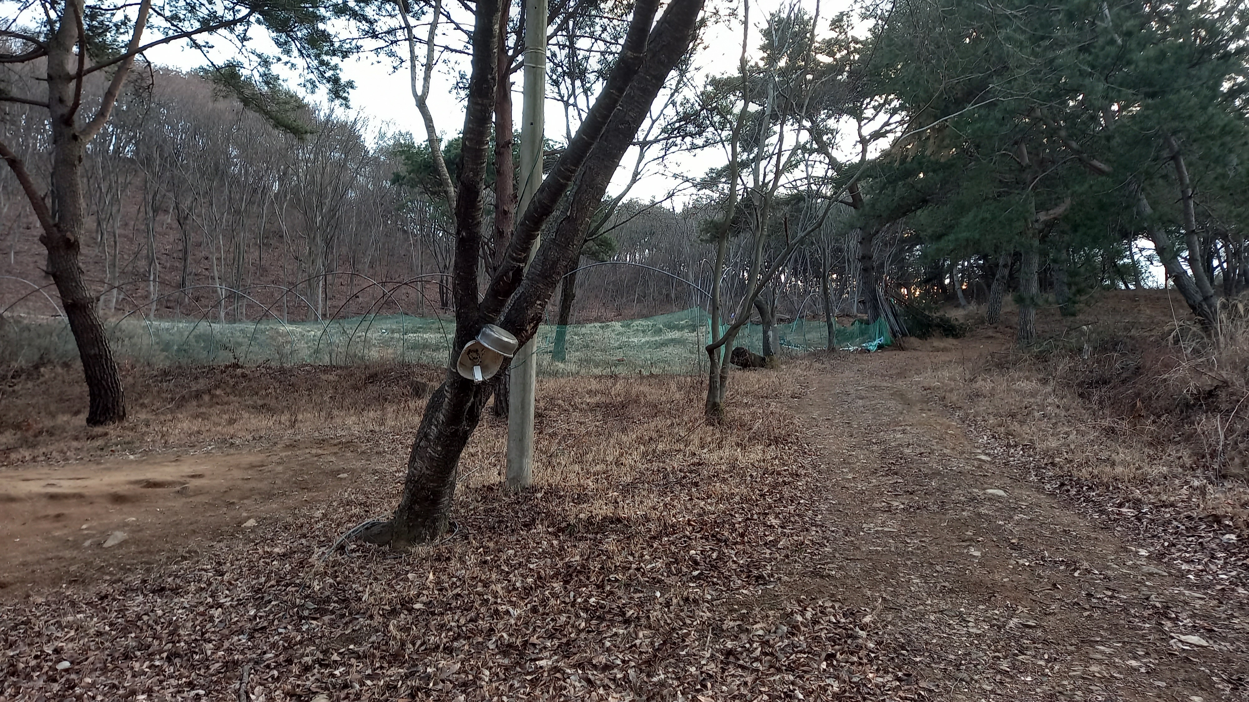 영상일기/20230216/나대자연 34