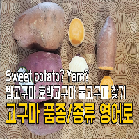 미국 고구마 종류 한국 밤고구마 호박고구마 물고구마 영어로 Types Of Korean Sweet Potato Sweet  Potatoes Yams Difference