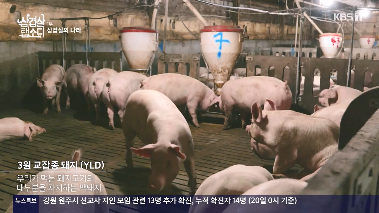 삼겹살 랩소디.E01.201221p-NEXT.mp4_20240221_201335.705.jpg