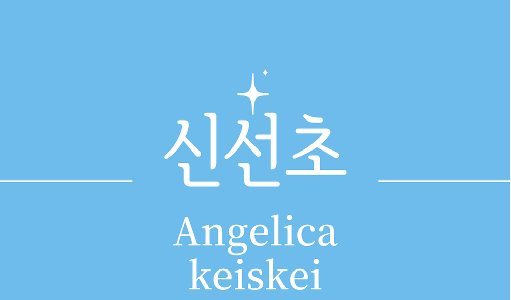 &#39;신선초(Angelica keiskei)&#39;