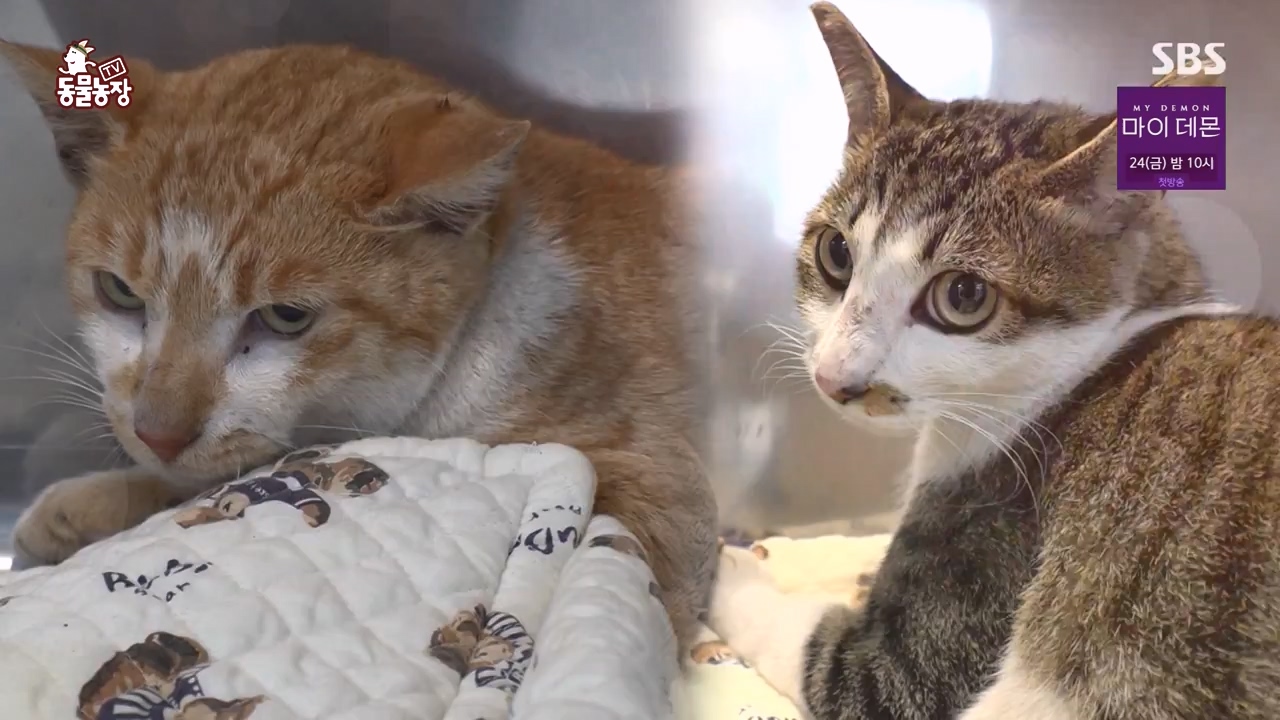 TV 동물농장.E1146.231120p-NEXT.mp4_20231119_175259.496.jpg