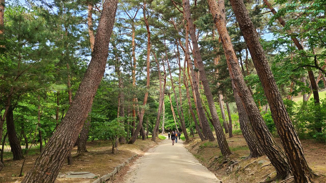 동구릉소나무숲길