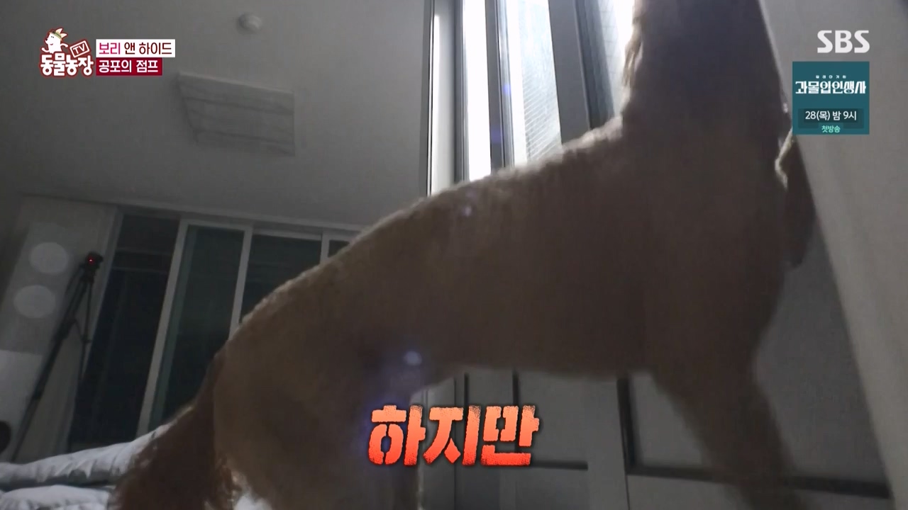 TV 동물농장.E1150.231218p-NEXT.mp4_20231217_171342.319.jpg