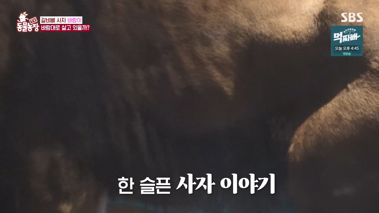 TV 동물농장.E1140.231009p-NEXT.mp4_20231008_174825.742.jpg