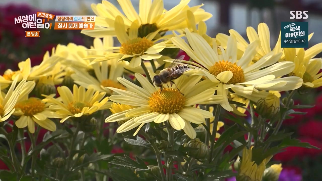 순간포착 세상에 이런일이.E1250.231029p-NEXT.mp4_20231029_153415.345.jpg