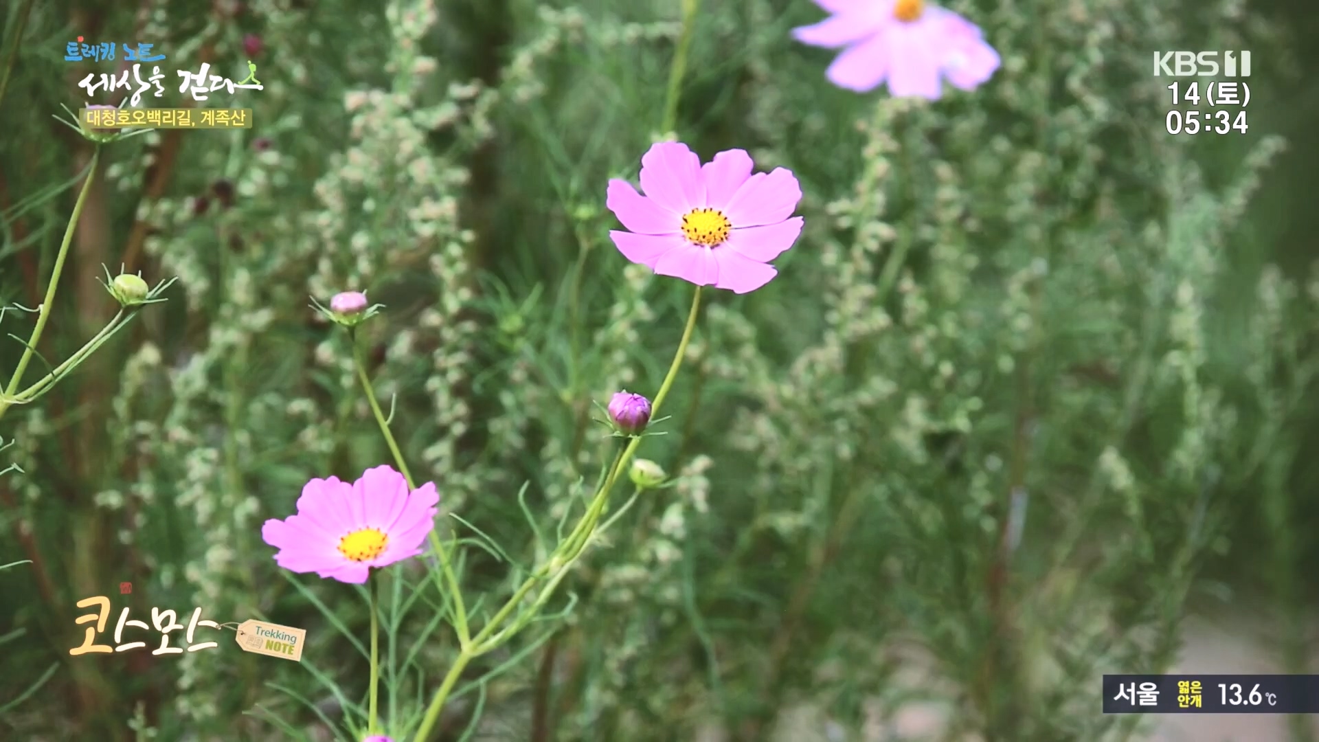 트레킹노트 세상을 걷다.E290.231014p.H264-F1RST.mp4_20231014_180255.448.jpg
