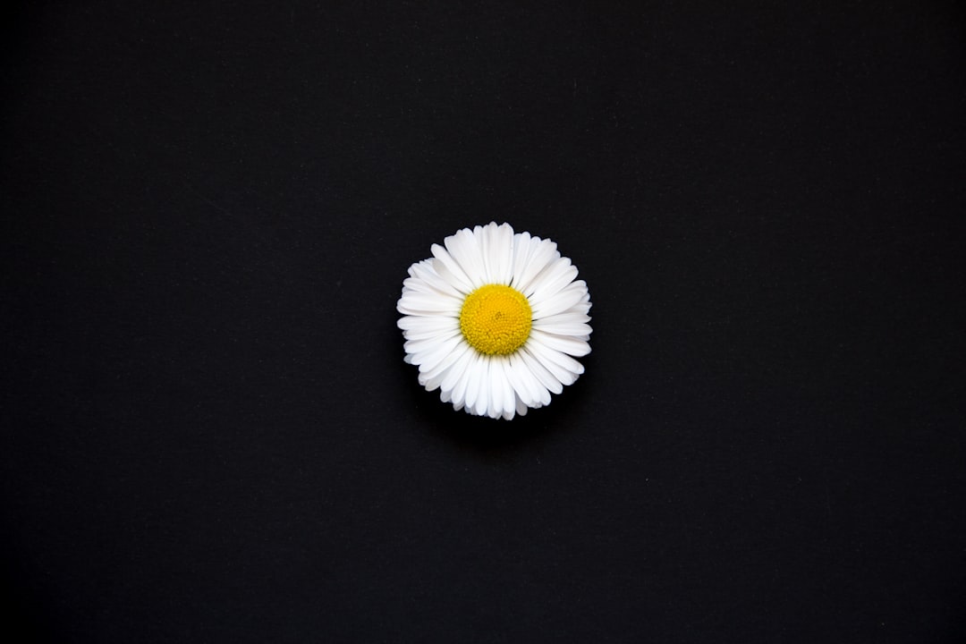 Chamomile