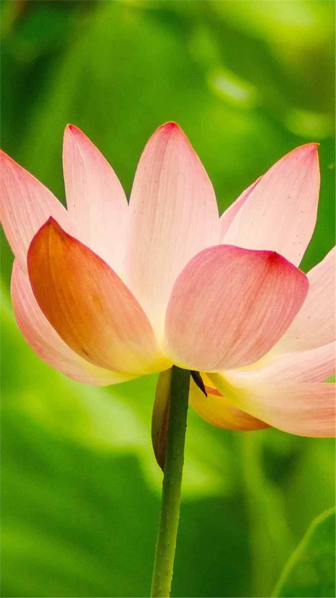 Lotus Flower iPhone Wallpaper