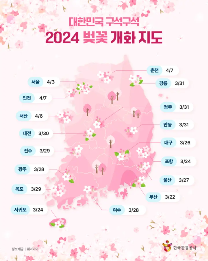2024벚꽃개화만개지도