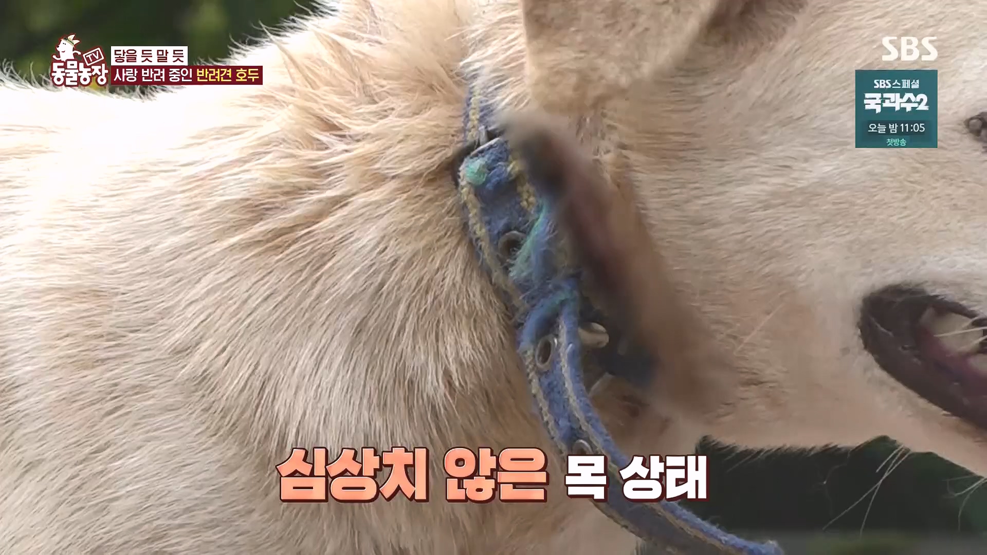 TV 동물농장.E1136.230903p.H264-F1RST.mp4_20230903_180347.081.jpg