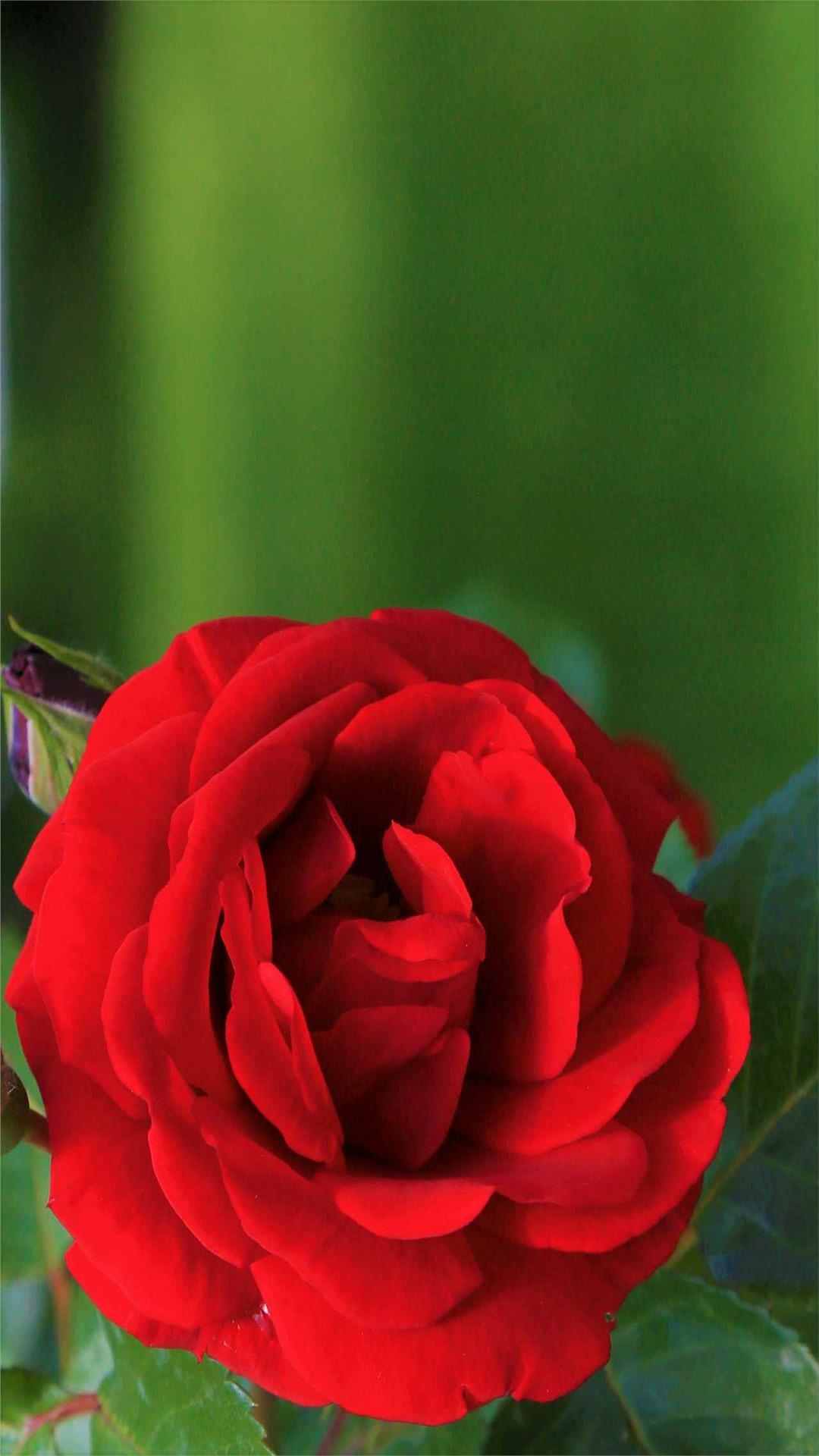 Rose Flower iPhone Wallpaper