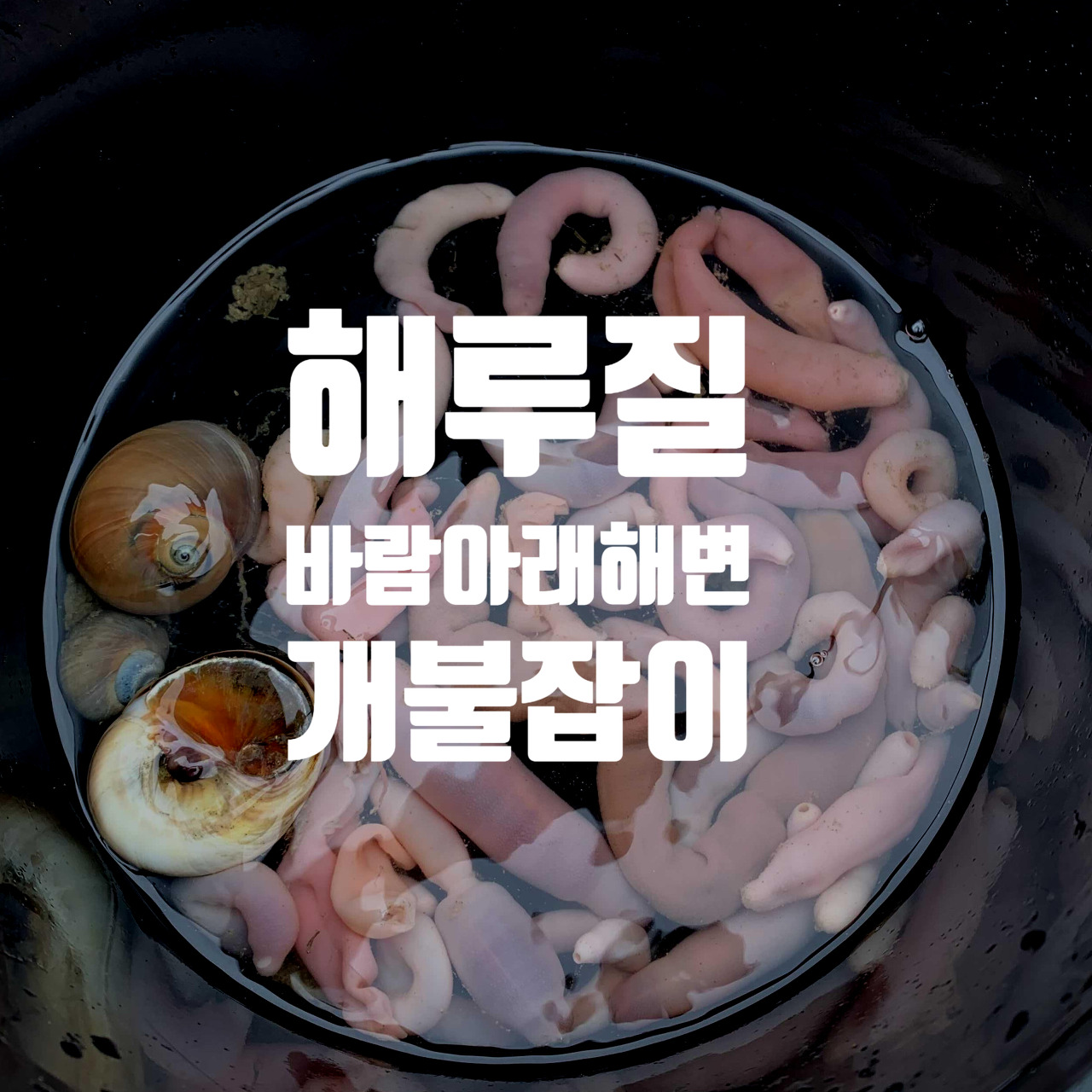  바람아래해변 해루질(개불) : 아무데나 판다고 나오지 않아요 - 포인트확인하세요