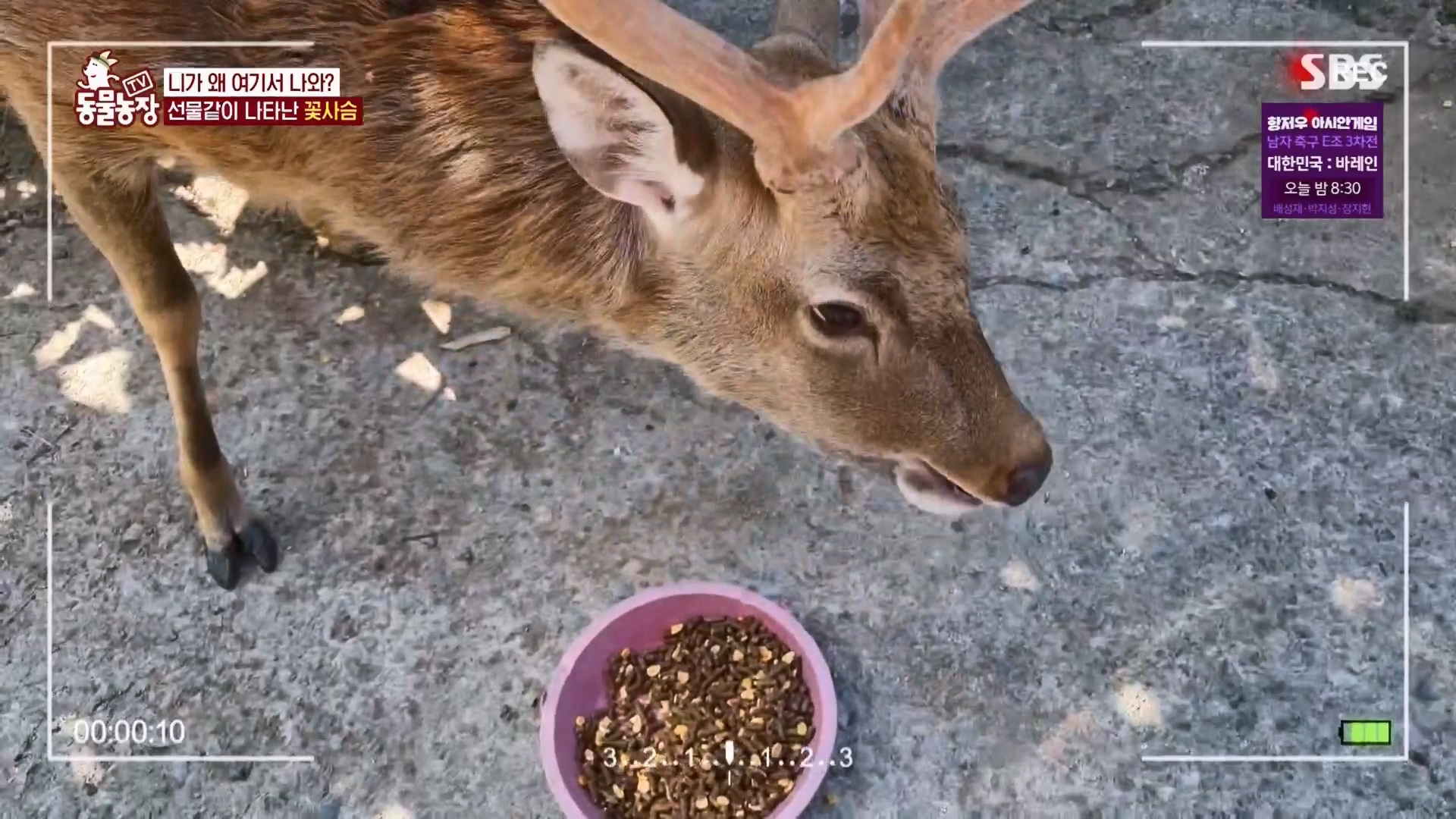 TV 동물농장.E1139.230924p.H264-F1RST.mp4_20230924_171513.798.jpg