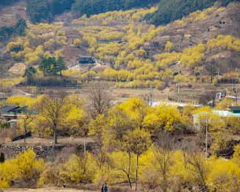 구례 산수유축제_4