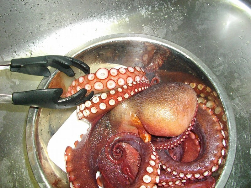 살아있는 문어 연하게 삶는법,시간, 돌문어 부드럽게 삶는비법 살아있는 문어 연하게 삶는법,시간, 돌문어 부드럽게 삶는비법
