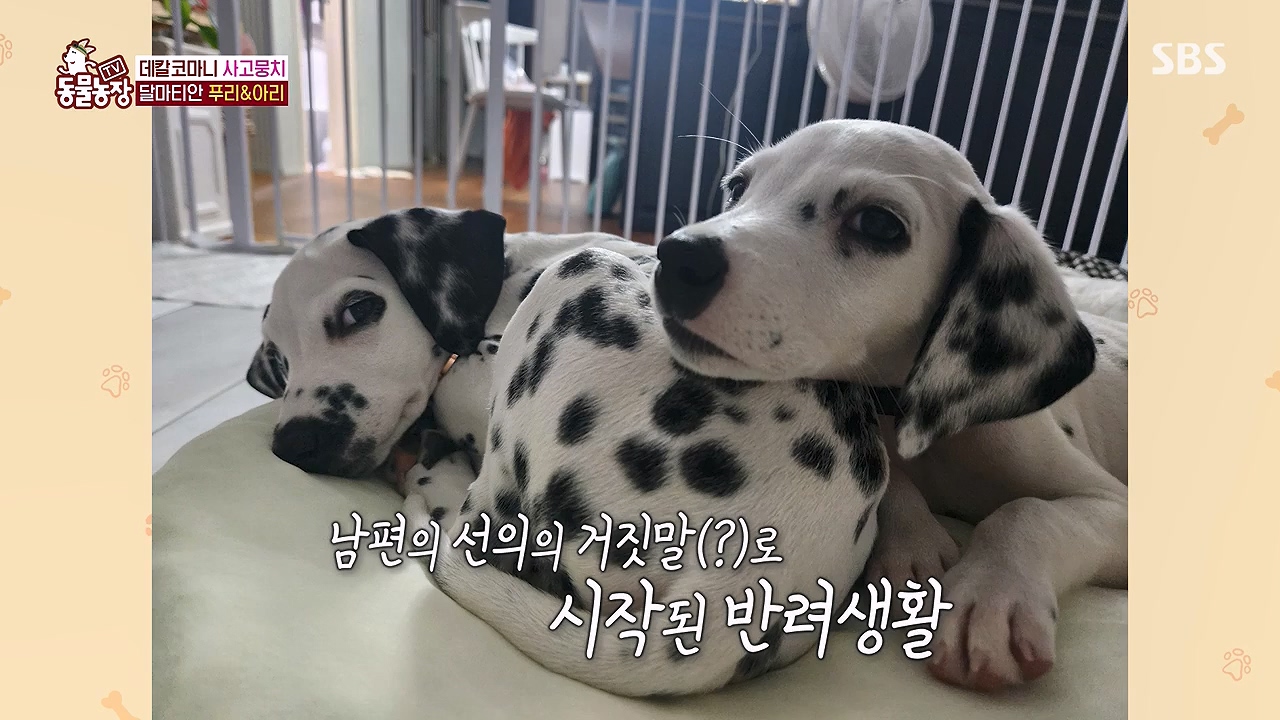 TV 동물농장.E1175.240610p-NEXT.mp4_20240609_160228.690.jpg