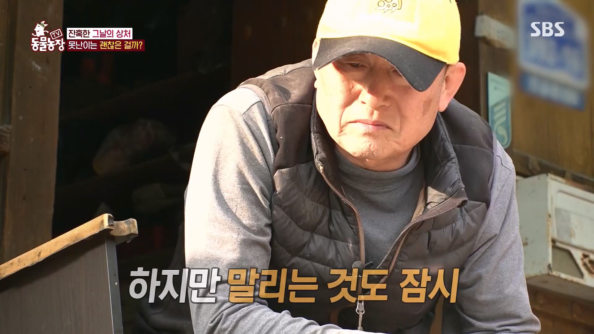 TV 동물농장.E1118.230430p.H264-F1RST.mp4_20230430_172402.827.jpg