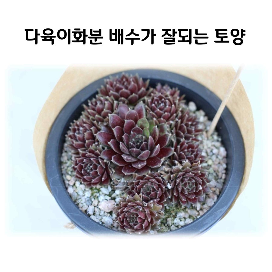  다육이화분 배수가 잘되는 토양-유니크가든