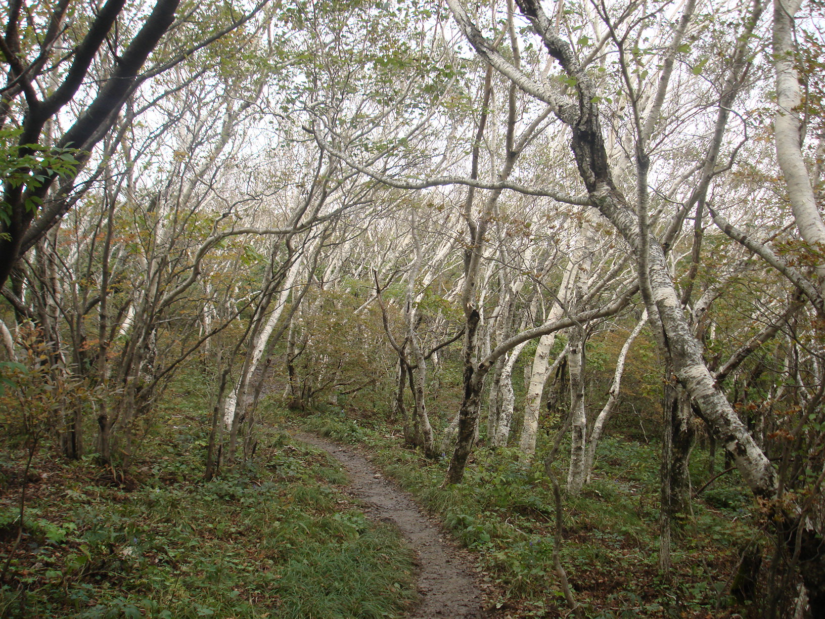 태백산 자작나무 숲길