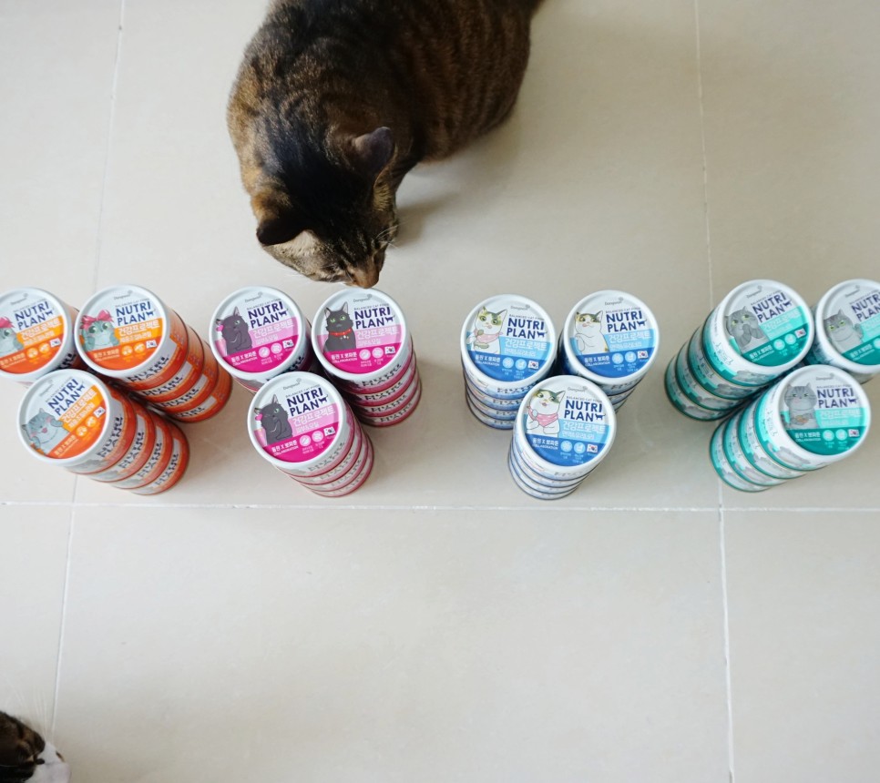 구냥이 고양이캔으로 네 건강관리해요 6