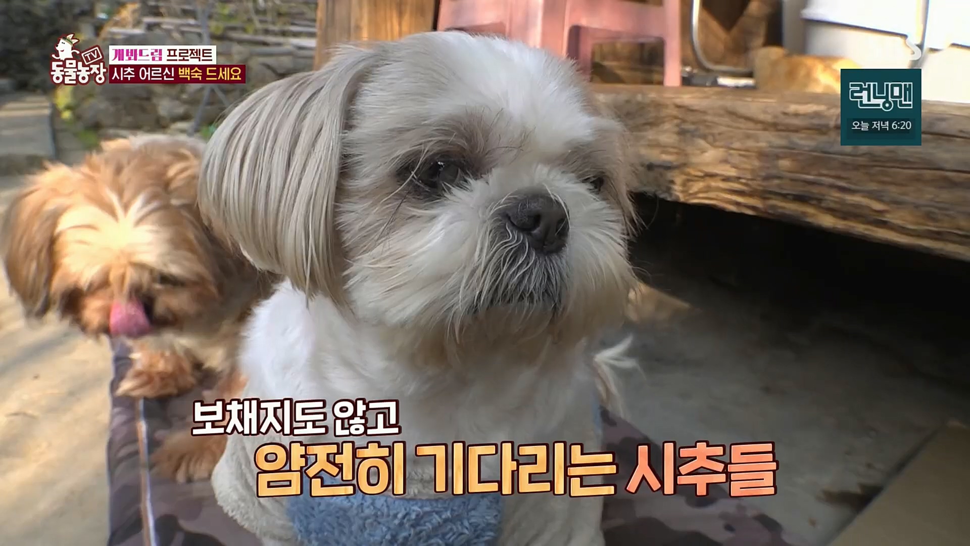 TV 동물농장.E1102.230101p.H264-F1RST.mp4_20230101_182854.292.jpg