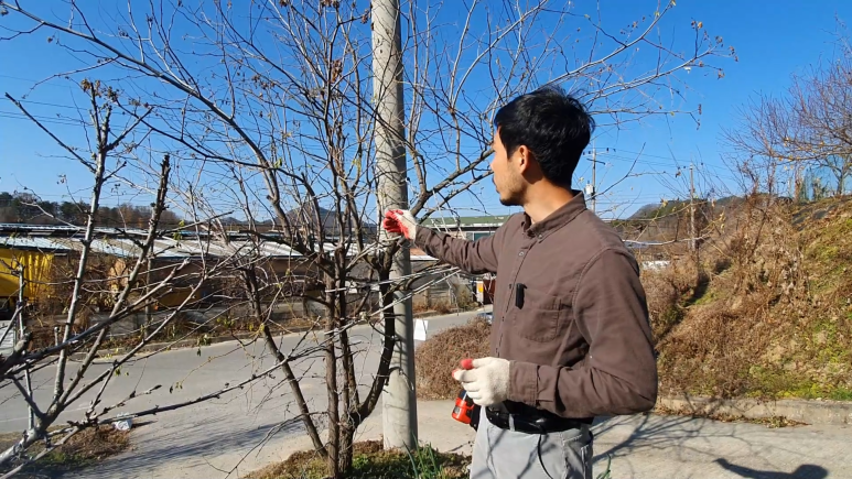 전지 전정방법 (영상까지) 사과 대추나무 3