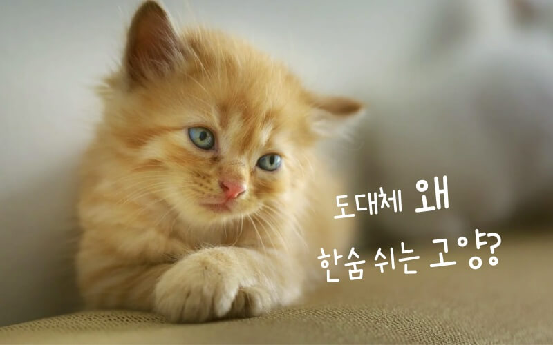 한숨 쉬는 고양이