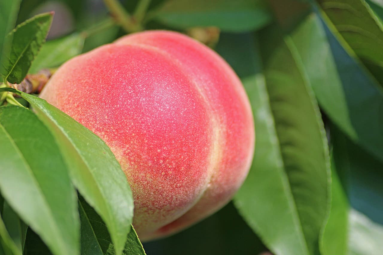 🍑 충남 천안 복숭아