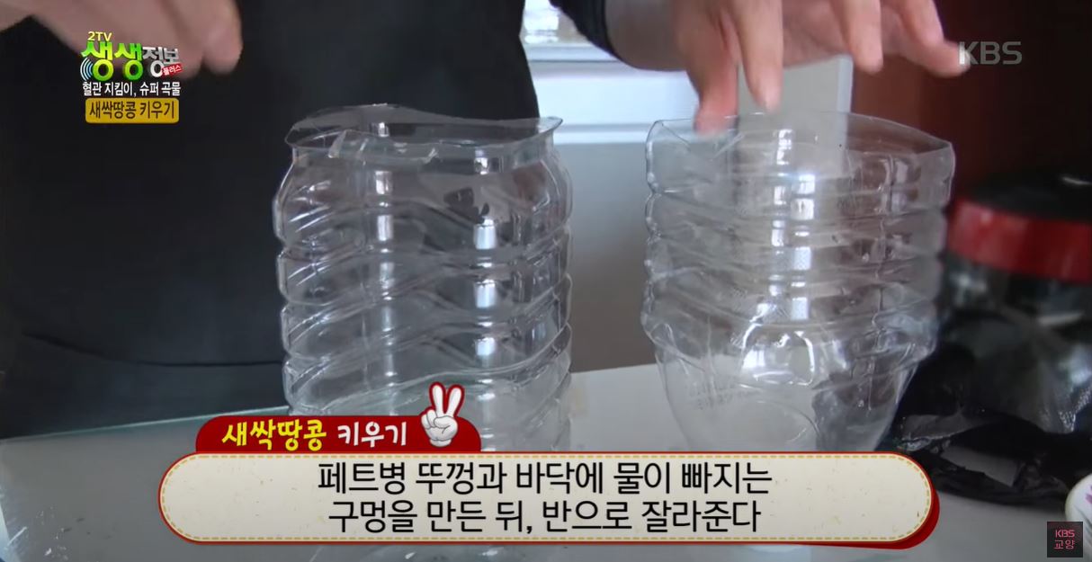 새싹땅콩