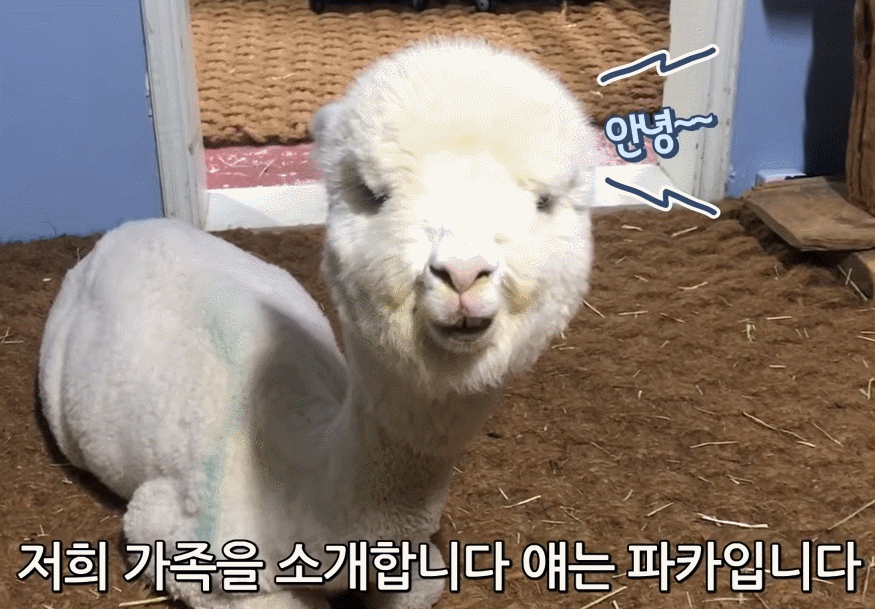  알파카 일상 탐방기