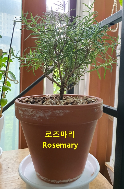 카페로즈메리 이미지