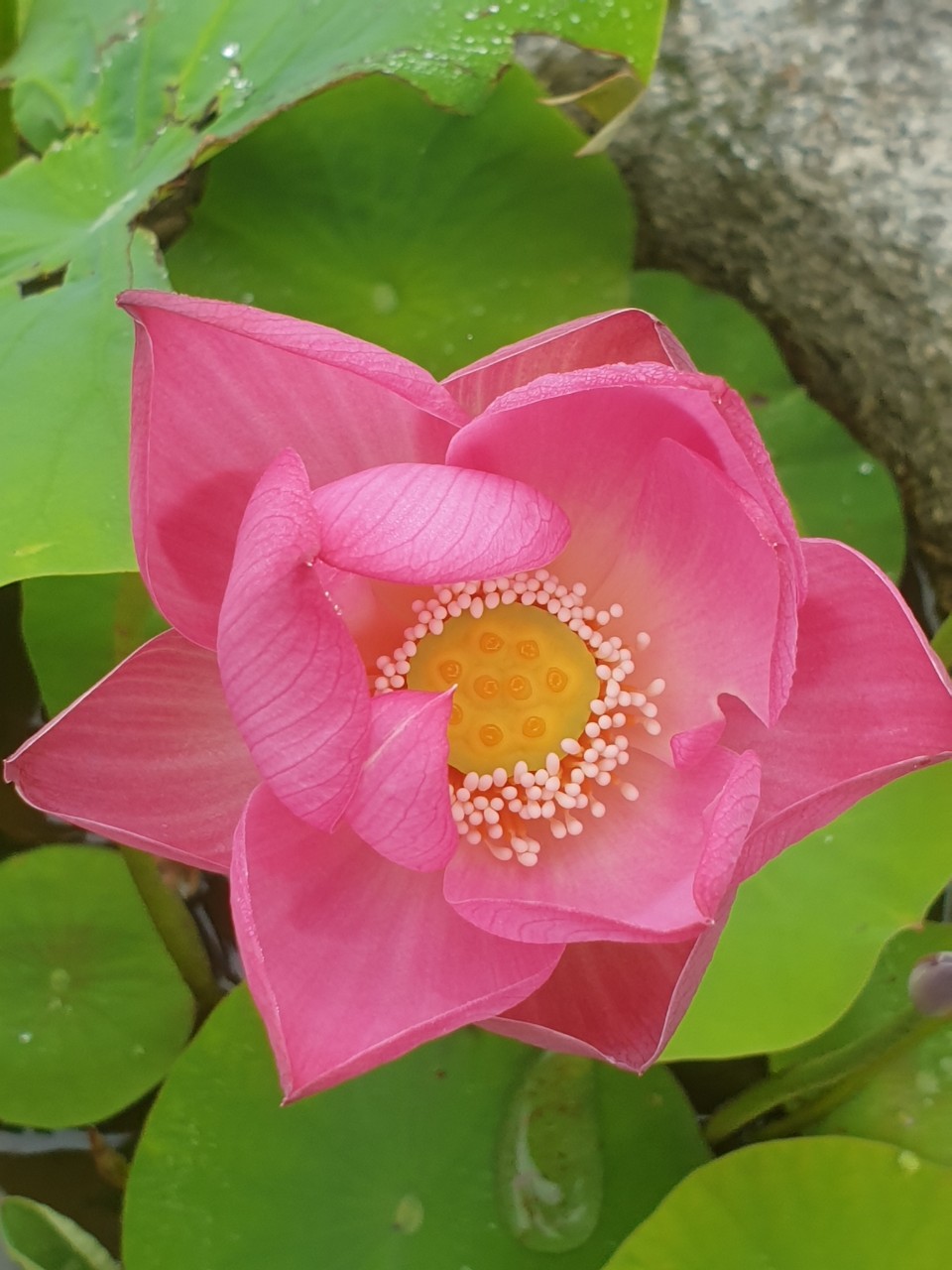 초연당 정원에 핀 연꽃