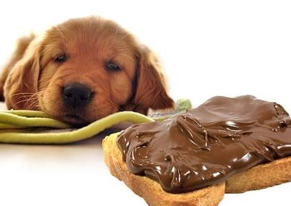 강아지-초콜릿