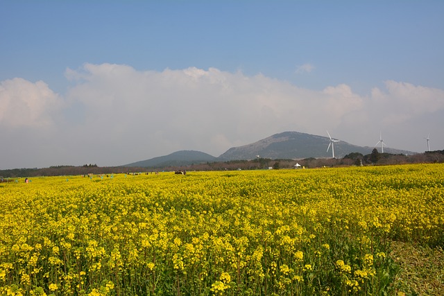 제주도 유채꽃 축제