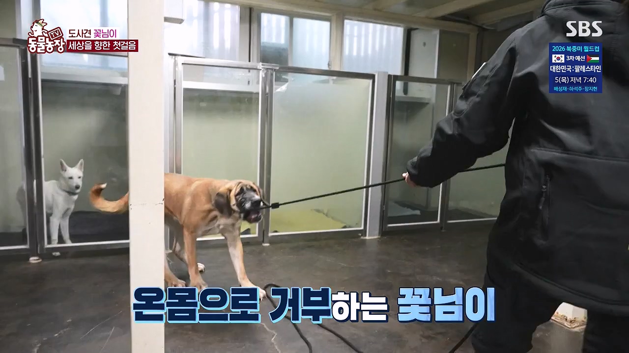 TV 동물농장.E1187.240902p-NEXT.mp4_20240901_155508.418.jpg