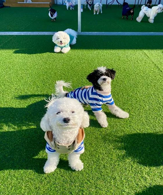 펫라운지 애견유치원 &amp; 애견호텔 &amp; 애견미용