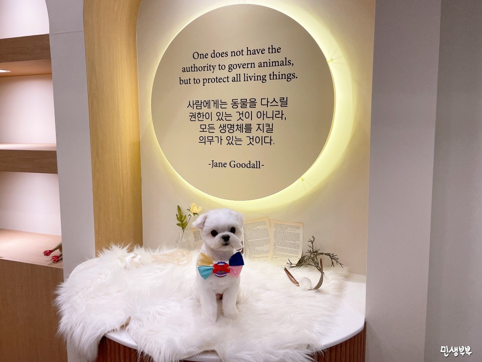 미용가위 전문샵 키스더도그 18