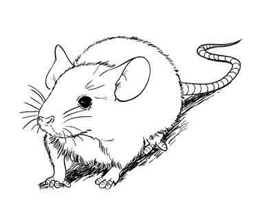 흰 쥐