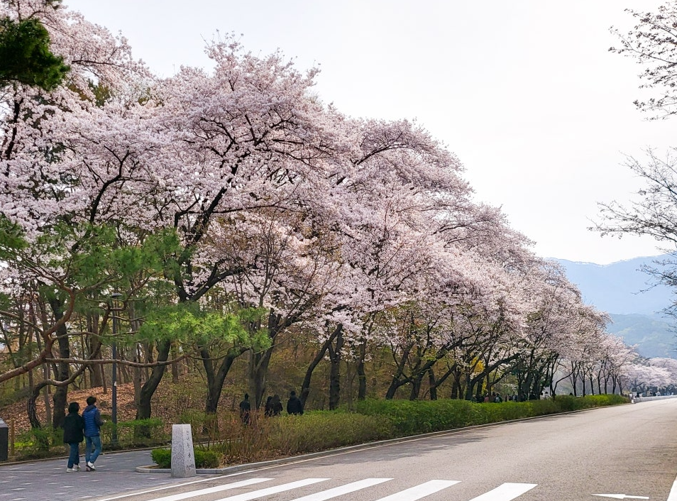 과천 서울대공원