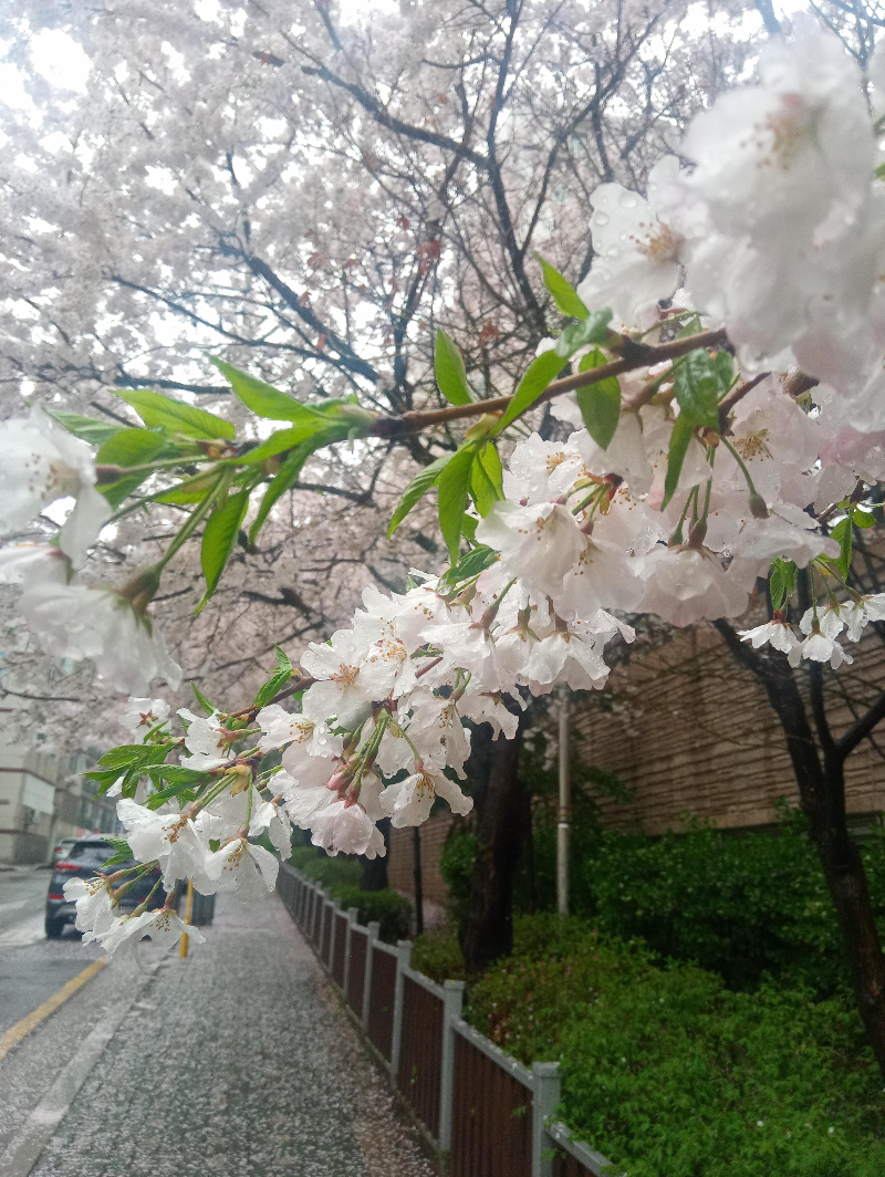 &amp;#39;자산어보&amp;#39;가-상영된-4월의-동네-비오는-날-벚나무