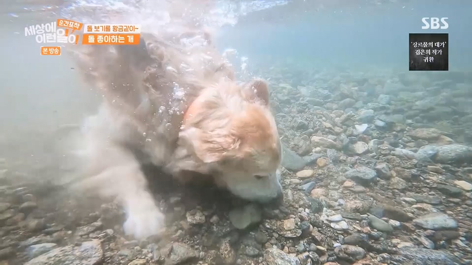 순간포착 세상에 이런일이.E1234.230624p.H264-F1RST.mp4_20230626_211153.101.jpg